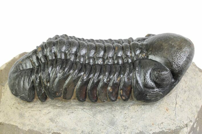 Detailed Reedops Trilobite - Atchana, Morocco #383414
